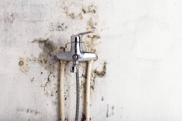 Best Same-Day Mold Removal  in Eagleton Village, TN