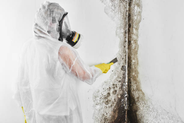 Attic Mold Removal in Eagleton Village, TN