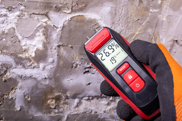 Best Affordable Mold Removal  in Eagleton Village, TN