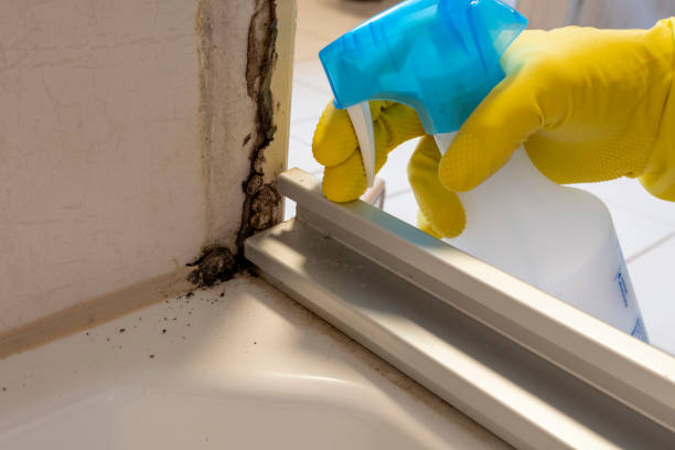 Best Office Mold Removal Services  in Eagleton Village, TN
