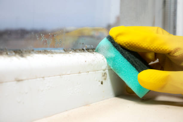 Professional Mold Removal in Eagleton Village, TN