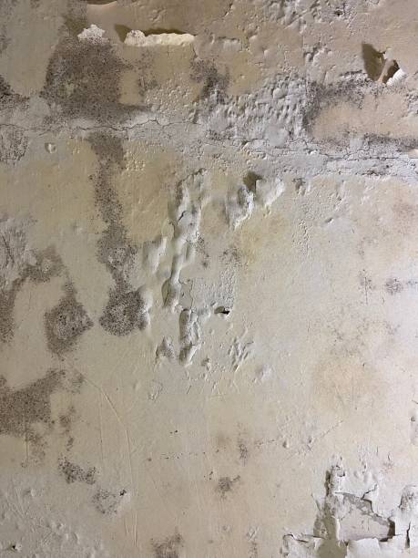 Best Fast Mold Removal  in Eagleton Village, TN