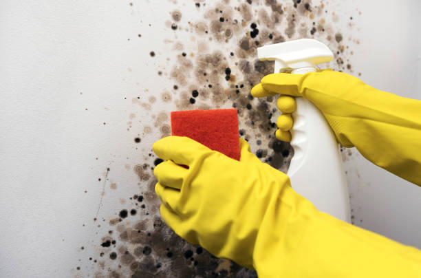 Best Attic Mold Removal  in Eagleton Village, TN