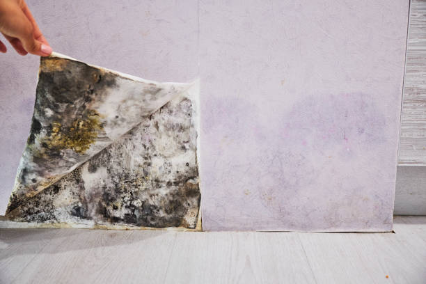 Best Mold Remediation  in Eagleton Village, TN